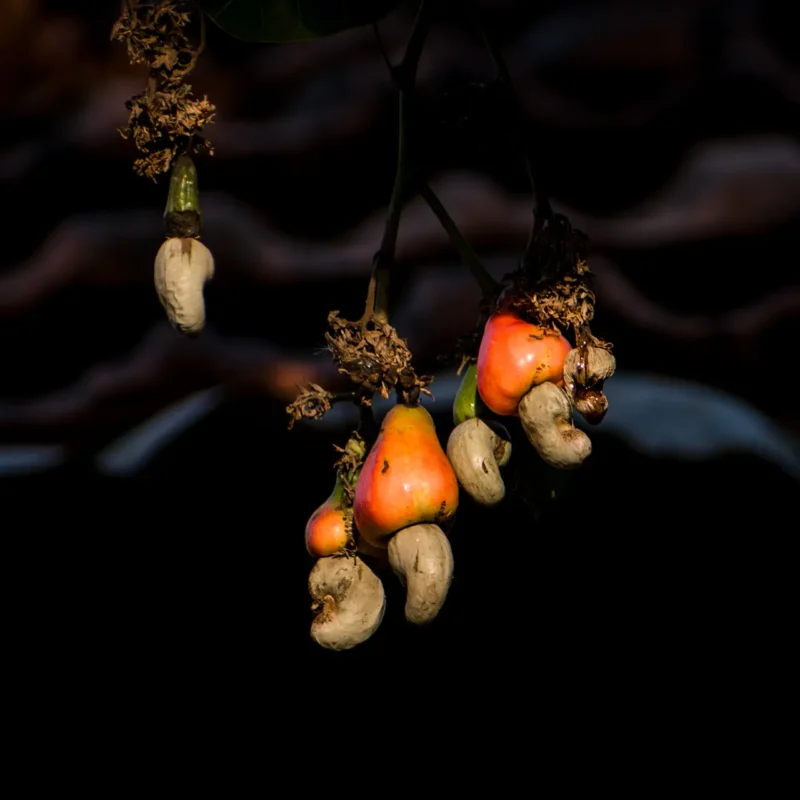 Nut Processing in Maharashtra