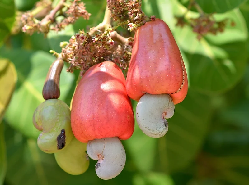 cashew