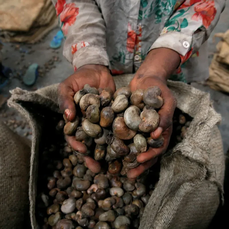 which country produces the most cashew nuts