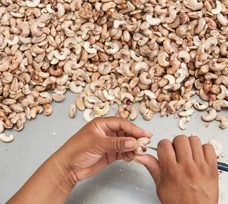 cashew peeling processing