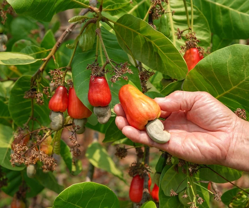 Industrial Cashew Processing Machines
