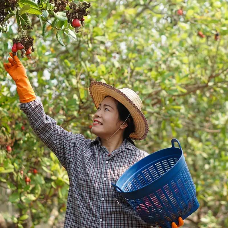 cashew shelling in cambodia